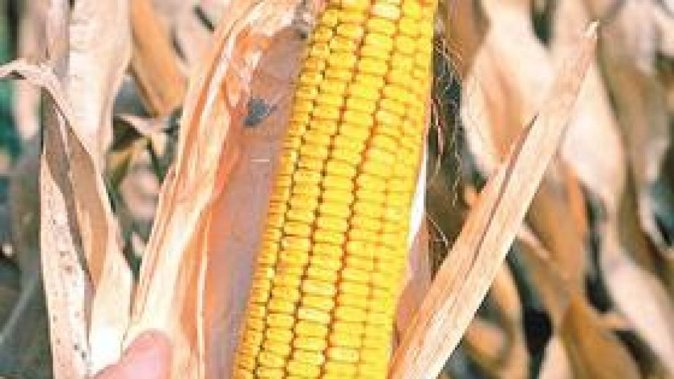 33628ce5b49e1cd2315a0a5ada4f822d-4